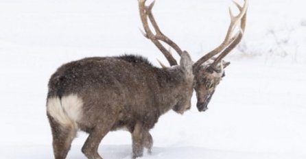 SLIKA JELENA POSTALA HIT U SVIJETU: Vidite li šta se dešava? 