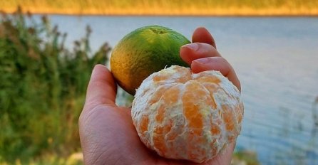 ŠTA SE DEŠAVA AKO POJEDETE 15 MANDARINA? OGLASIO SE NUTRICIONISTA: Ovo svi trebaju pročitati, EVO KADA JE OPASNO