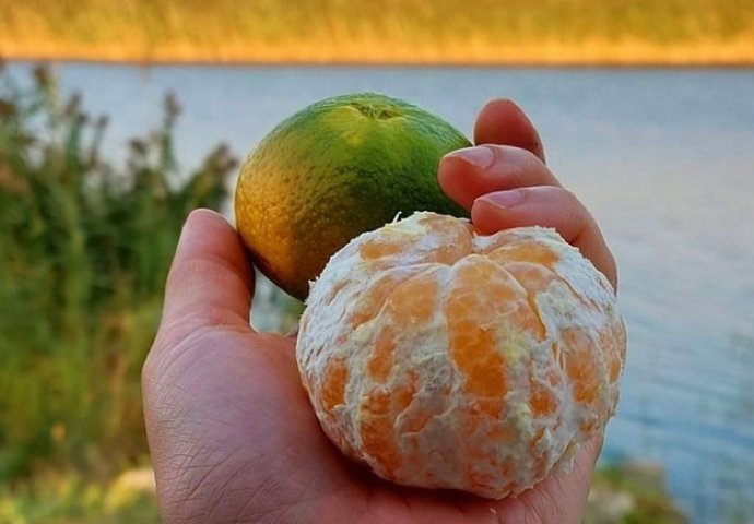 Znate li šta se događa u tijelu kad pojedete mandarinu?