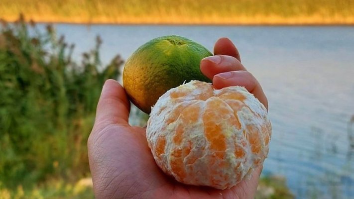 putujuce-lubenice-i-mandarine-iz-zlatne-doline-38-880x495