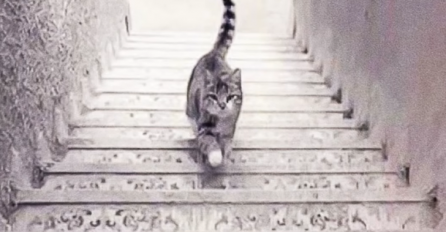 DA LI MAČKA IDE NIZ ILI UZ STEPENICE: Ako vidite da se MAČKA PENJE, NE PIŠE VAM SE DOBRO