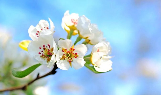 proljece-behar-jabuka-sunce-pixabay