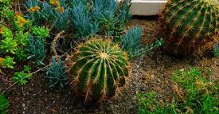 Stručnjak za vrtlarstvo otkriva zašto kaktuse nikada ne biste trebali uzgajati u terarijumu