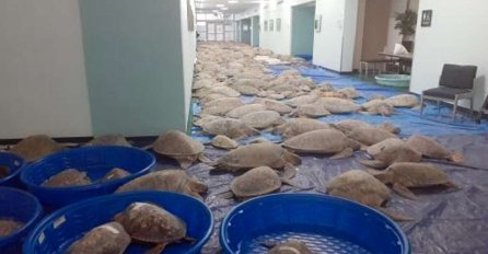 Lokalni stručnjak za morske kornjače nazvao je „hladno zapanjujući“ događaj „najvećim“ koji je dokumentovan u Teksasu