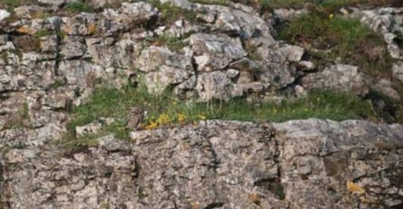 SVAKA ČAST KO MOŽE DA RIJEŠI! Samo rijetki na fotografiji vide sovu - da li ste među njima?