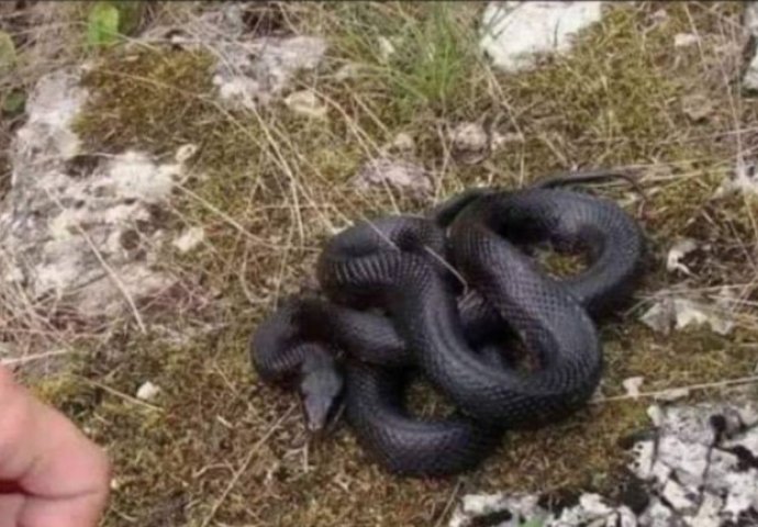 Crna zmija od DVA METRA u okolini Vranja, ljudi u nevjerici: Postoji razlog zašto se pojavila baš sad