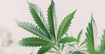 Bijela kuća saopštila da će početi dopuštati ljudima koji su rekreativno koristili marihuanu prijavu za uloge u Bidenovoj administraciji!