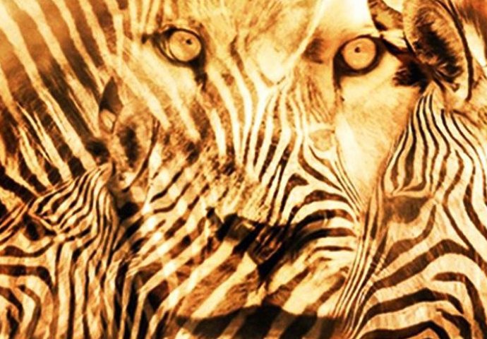 Koju životinju ste prvu ugledali, lava ili zebru? Odgovor otkriva kakva ste osoba