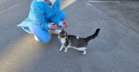 SEBIJA IZETBEGOVIĆ UGLEDALA MAČKU ISPRED BOLNICE, uslikala se s njom: Evo šta je napisala (FOTO)