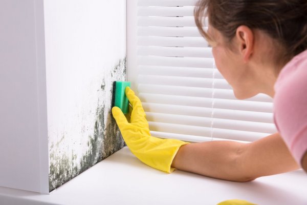 get-rid-of-mold
