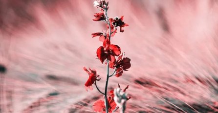 OVA 3 ZNAKA ĆE BITI NAJSRETNIJA OVAJ MJESEC, DESIT ĆE IM SE NEZAMISLIVE STVARI: Vaga će najbolje proći, A EVO ŠTA ČEKA VAŠ ZNAK