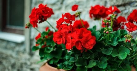 DA PELARGONIJE CVJETAJU KAO "LUDE": Potrebna im je samo 1 kap ovoga, balkon će vam biti NIKAD LJEPŠI