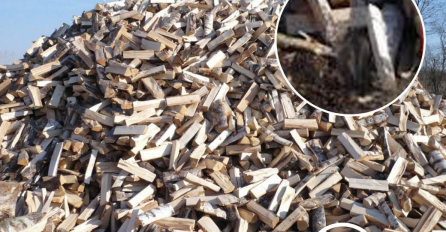 SAMO 5 OD 100 LJUDI NA SLICI VIDI ŽIVOTINJU! Mozgalica izludila sve na mrežama, kažu nemoguće je riješiti!