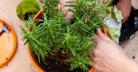 OVIH 5 BILJAKA SVAKA KUĆA TREBA DA IMA! ŽENE, NABAVITE IH ODMAH: Ako imate njih, imate pravo blago - EVO ZAŠTO 