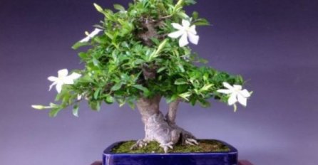 GDJE JE ON, TU JE SREĆA I BOGATA PORODICA: Obavezno ga posadite, barem u jednu saksiju