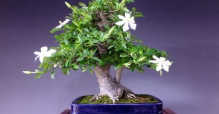 GDJE JE ON, TU JE SREĆA I BOGATA PORODICA: Obavezno ga posadite, barem u jednu saksiju!