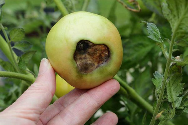 nedostatak-kalcijuma-kod-paradajza