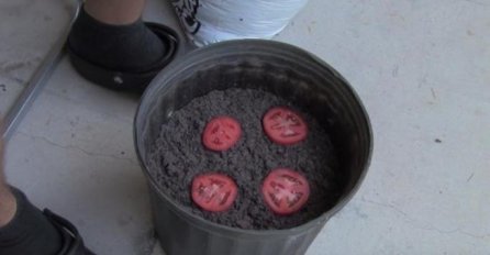POREDAO JE KOLUTOVE PARADAJZA U SAKSIJU SA ZEMLJOM: Pogledajte šta se desilo nakon 2 SEDMICE (VIDEO)