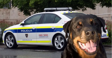 Užas u Sloveniji: Rotvajler do smrti izgrizao djevojčicu (8)