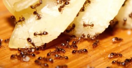 POJAVILI SU VAM SE MRAVI U KUHINJI? EVO KAKO DA IH OTJERATE JEDNOM ZAVIJEK: Trik koji uvijek pali