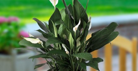 OVU BILJKU POKLONITE NEUDATOJ DJEVOJCI, DONOSI VELIKU SREĆU - BAKE KAŽU DA ĆE SE BRZO UDATI: Kažu da stvarno djeluje