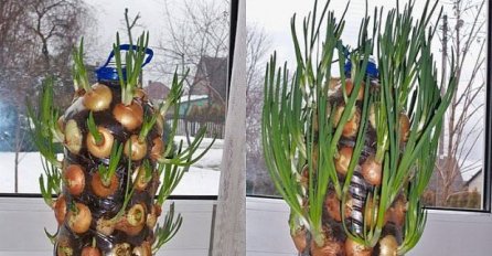 GENIJALAN TRIK! EVO KAKO DA POSADITE LUK U PLASTIČNOJ FLAŠI: UZGOJITE GA KOD KUĆE na ovaj način i imat ćete ga čak i tokom zime