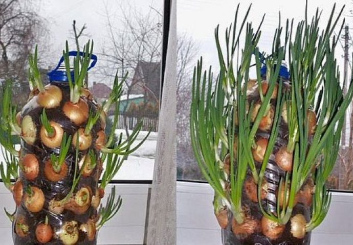 GENIJALAN TRIK! EVO KAKO DA POSADITE LUK U PLASTIČNOJ FLAŠI: UZGOJITE GA KOD KUĆE na ovaj način i imat ćete ga čak i tokom zime