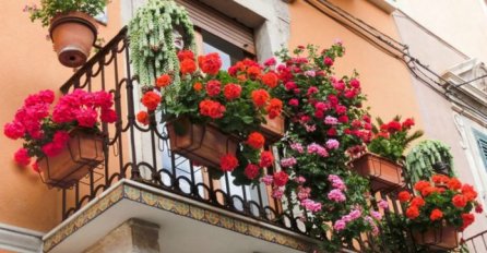 TRIK ISKUSNIH BAŠTOVANA Dodajte ovo u saksiju i muškatle će vam bujati "kao lude", sve do pred zimu!