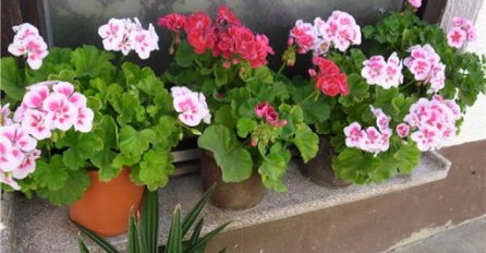 DODAJTE OVO U SAKSIJE S MUŠKATLAMA-CVJETAĆE KAO LUDE SVE DO JESENI: Ovo morate da znate prije nego što ih iznesete napolje!