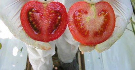 RAZLIKA JE OČIGLEDNA: Postoji trik koji otkriva koja je hrana GMO, a koja nije OVAKO ĆETE ZNATI DA SU NAMIRNICE ORGANSKE I SVJEŽE