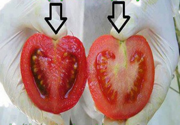 55b0a8a8-7a24-4eaf-a555-12b725bbfe5f-paradajz-690x480