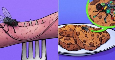 ZNATE LI ŠTA SE DEŠAVA KAD MUHA SLETI NA HRANU - NA OVU ISTINU NISTE SPREMNI: Ovo je grozno - SKORO NIKO NE ZNA 