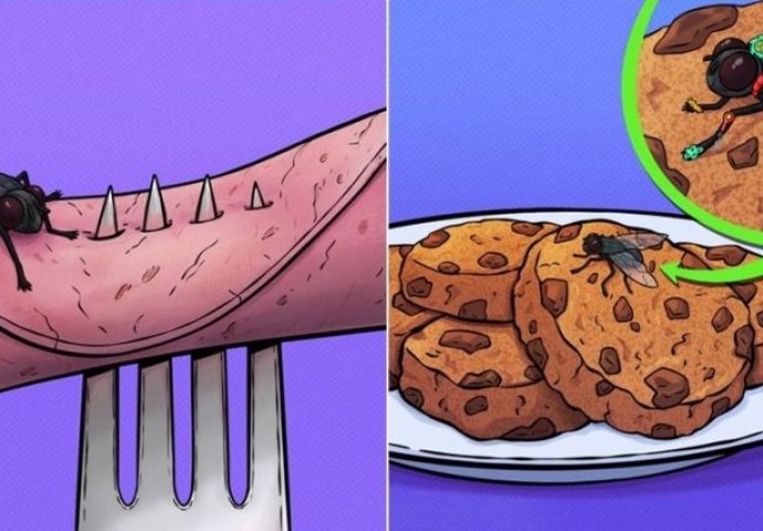 ZNATE LI ŠTA SE DEŠAVA KAD MUHA SLETI NA HRANU - NA OVU ISTINU NISTE SPREMNI: Ovo je grozno - SKORO NIKO NE ZNA 