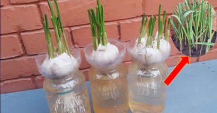 Vrtlari otkrili tajnu kako da UZGOJITE BIJELI LUK KOD KUĆE i to NA PLASTIČNIM FLAŠAMA: Ako ovako posadite IMAT ĆETE GA U IZOBILJU  