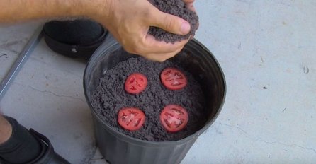 STAVIO JE KOLUTOVE PARADAJZA U SAKSIJU: Nakon samo 2 nedjelje imao je NAJVEĆI UROD, Evo u čemu je trik ! (VIDEO)