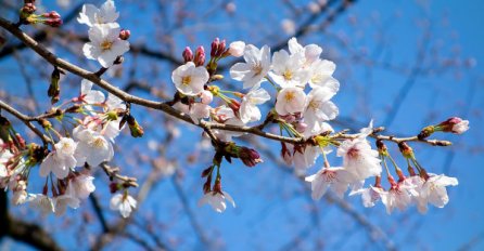 Japan je upravo zabilježio najraniju Sakuru u 1.200 godina. Naučnici upozoravaju da je to simptom veće klimatske krize
