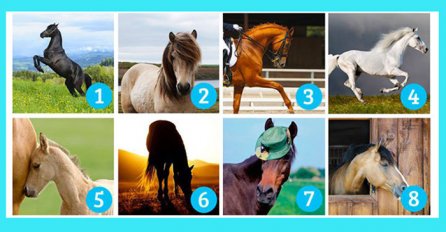 POGLEDAJTE SLIKU I ODABERITE NAJLJEPŠEG KONJA: On će vam otkriti šta vas čeka u BLISKOJ BUDUĆNOSTI!