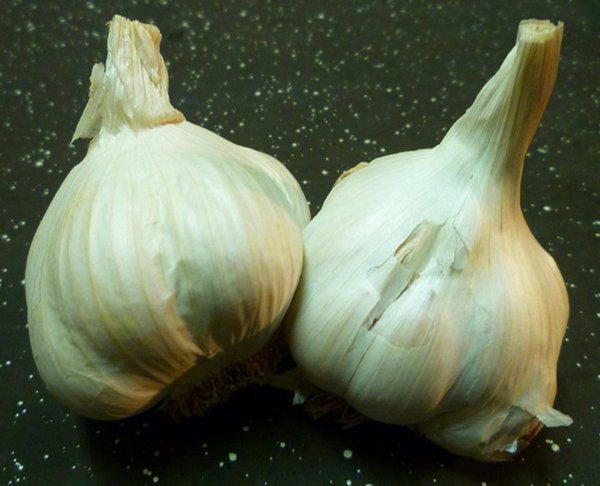 using-garlic-water-for-plants