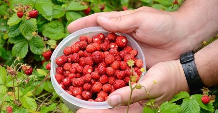 VRTLARICA OTKRILA NOVI TRIK: Sada možete UZGAJATI šumske jagode i kod kuće! NE TREBA IM PUNO NJEGE, evo u čemu je tajna!