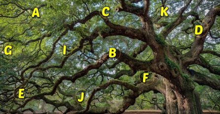 DRVO ŽELJA – ZAMISLITE 1 ŽELJU, izaberite jedno SLOVO sa drveta: Saznajte da li će vam se ta želja ostvariti