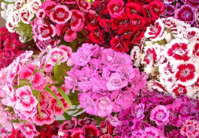 Da li znate zašto se od svih cvjetova baš karanfil poklanja za 8. mart?