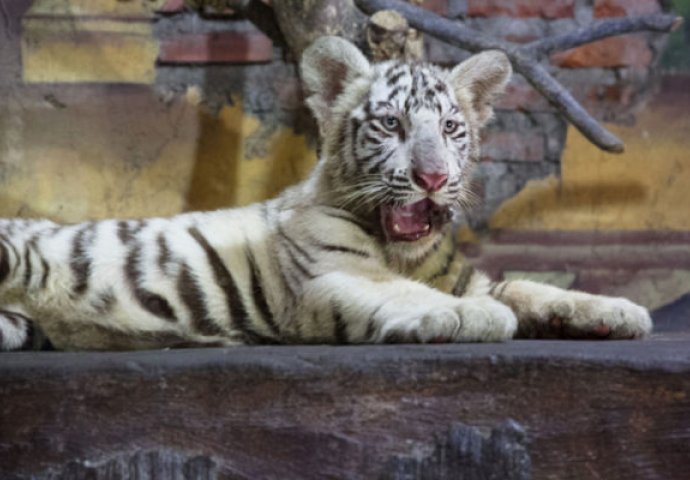 Rijetki bijeli tigar, još troje bengalskih mladunaca rođenih u zoološkom vrtu u Havani