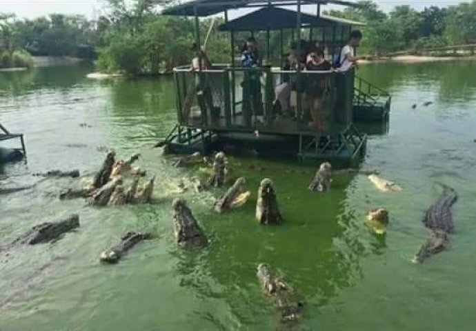 Poučna priča: Farma krokodila