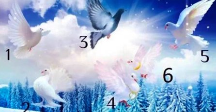ODABERITE SAMO JEDNOG GOLUBA: On će otkriti šta vas čeka u budućnosti, AKO STE OVOG ODABRALI- ČEKA VAS VELIKA SREĆA 