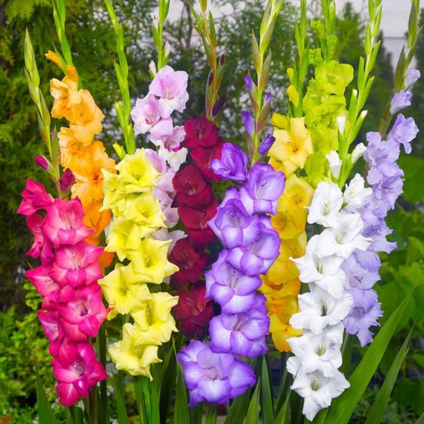 gladiolus