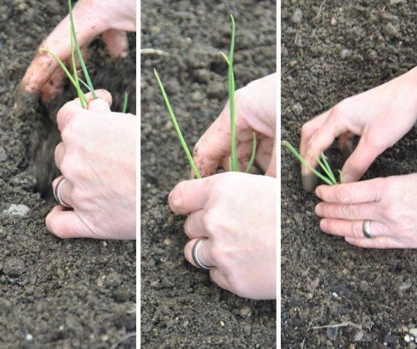 transplant-seedlings