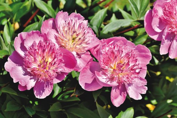 peony-48926531920-830x0