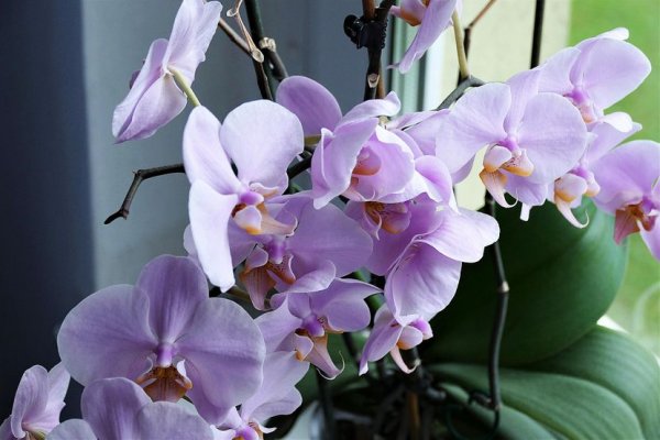 orchid-26679841920-830x0