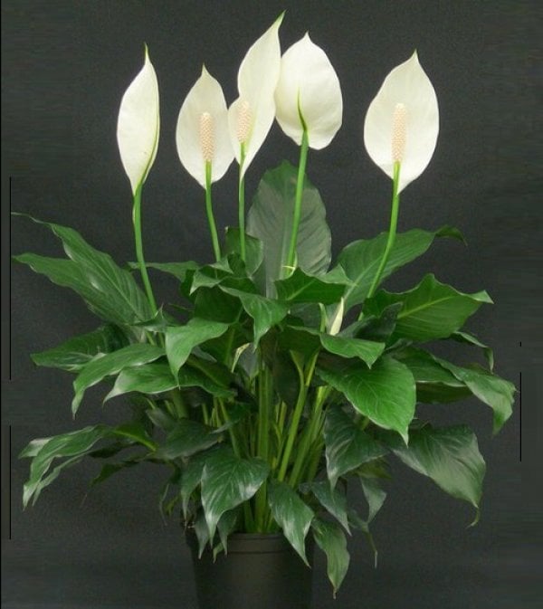 plants-that-bring-love-spathiphyllum-or-peace-lily-or-women-s-happiness