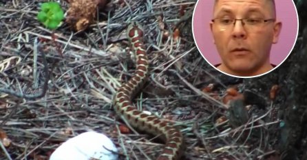 OPREZ, AKO OVOG VIKENDA PLANIRATE DA IDETE U PRIRODU: Biolog tvrdi počela je najezda zmija, ove savjete bi trebali znati